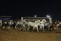 2025 Wisconsin River Pro Rodeo_2P_Barnes Pro Rodeo Buckin Horses_Evans_7127