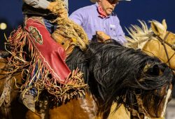 t2025 Wisconsin River Pro Rodeo_1P_SB_Graefen, Stephen_Barnes Pro Rodeo_Q77 Daddy's Girl_Evans_6425